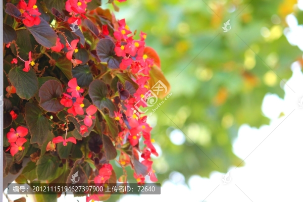 花廊