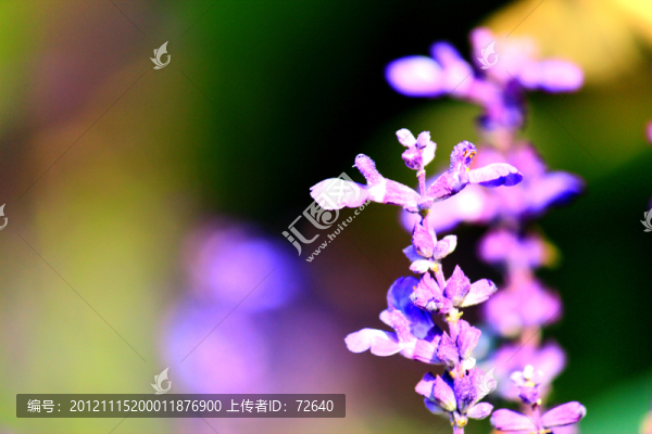 薰衣草