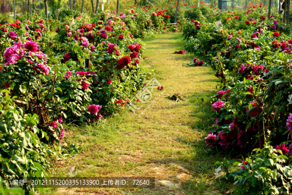 花園