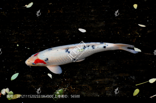 金魚