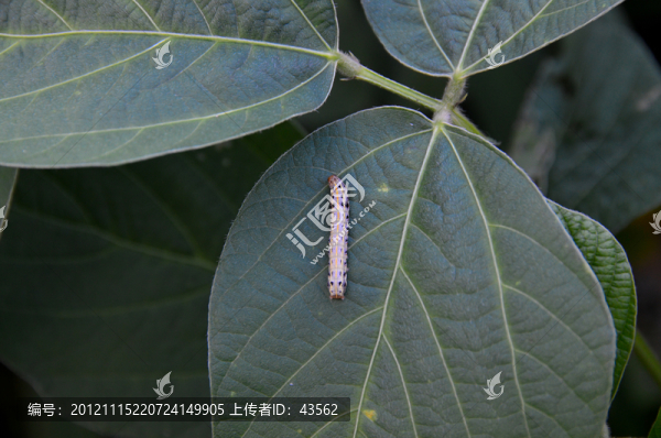 昆蟲—斜紋夜蛾