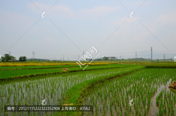 稻田