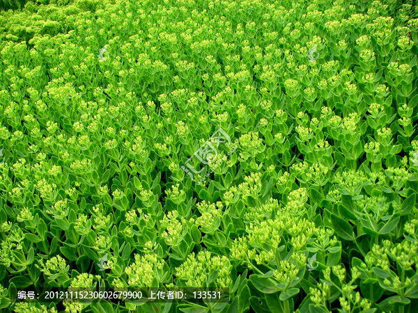 綠植,綠葉
