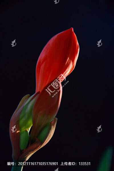 紫根蘭花蕾