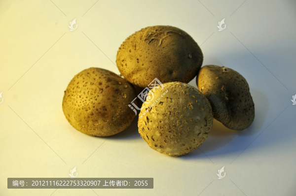 香菇