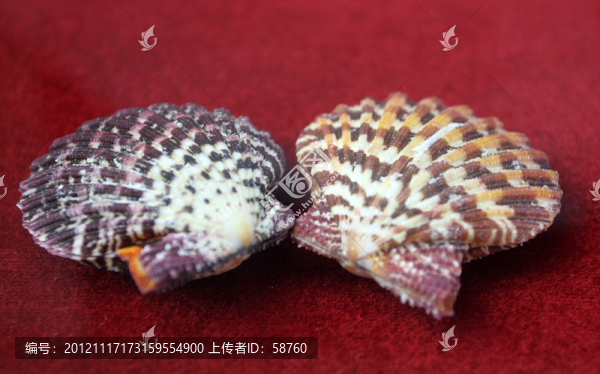油畫海扇蛤