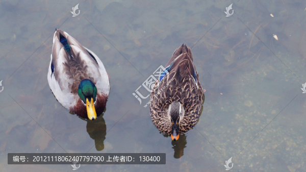 維也納鴛鴦