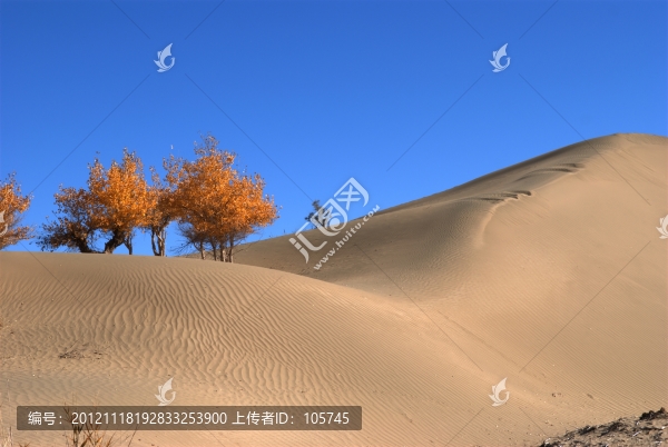 沙漠胡楊