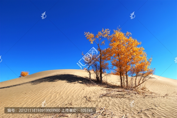 沙漠胡楊
