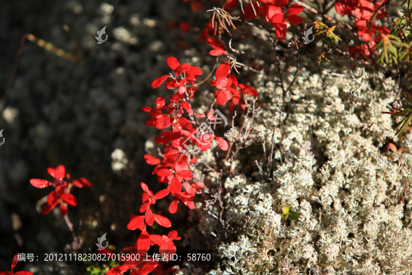 紅葉