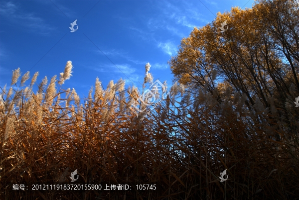 魔鬼胡楊林