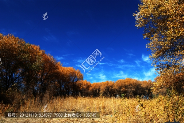 魔鬼胡楊林