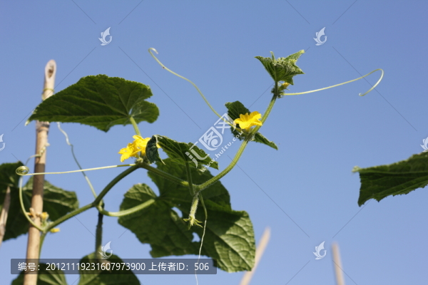 瓜藤