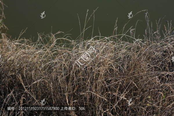 枯草
