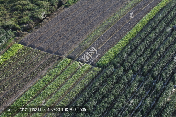菜地
