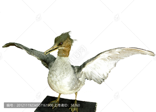中華秋沙鴨,標(biāo)本