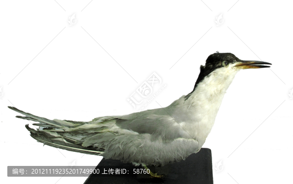 白翅浮鷗,標(biāo)本