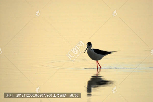 胡列也吐濕地,湖泊里的水鳥