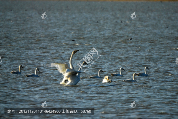 天鵝湖,天鵝