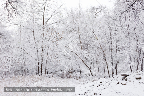 冬雪