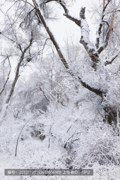 冬雪