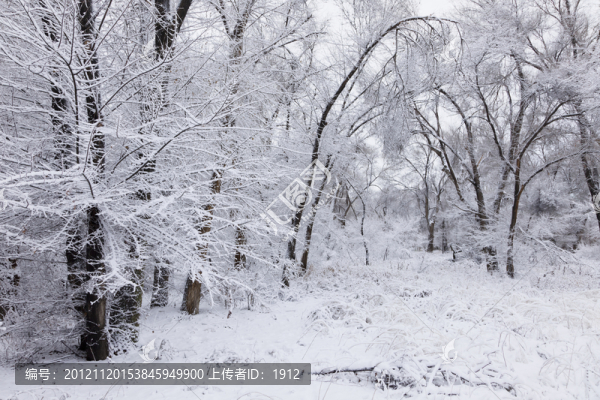 冬雪
