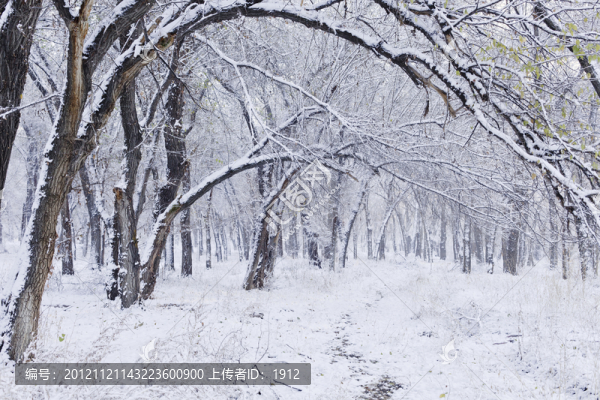 冬雪