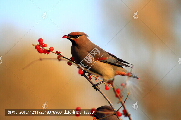 太平鳥