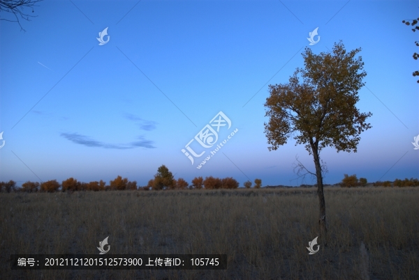 胡楊的早晨