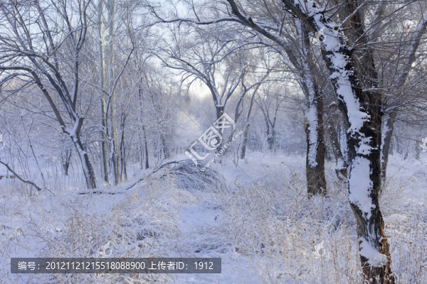 冬雪