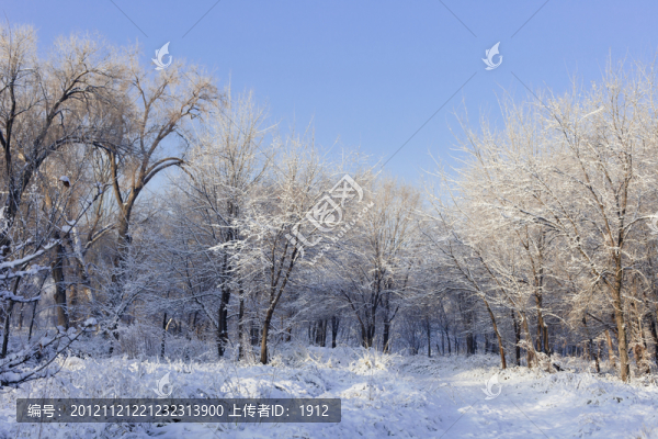 冬雪