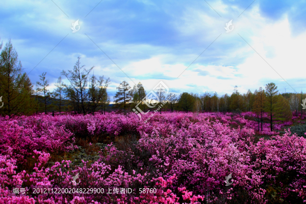 火山熔巖上的杜鵑花