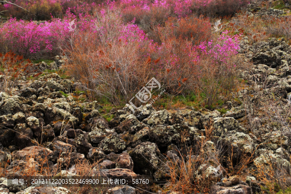 火山熔巖上的杜鵑花