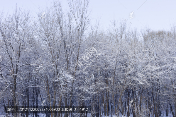冬雪