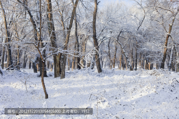 冬雪
