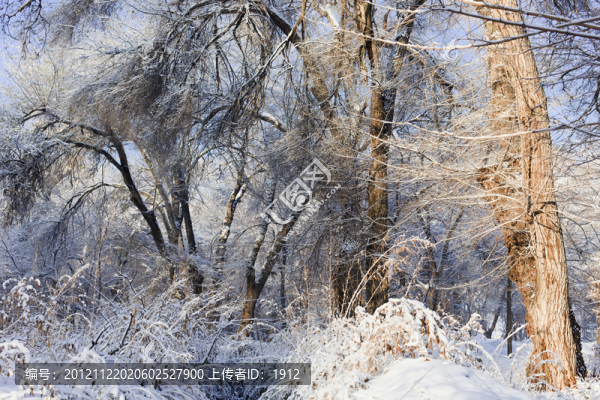 雪景
