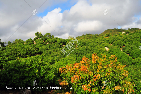 田園風光,荔枝林