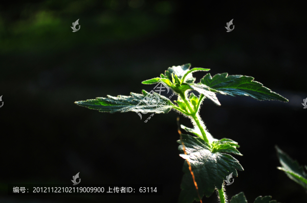 逆光下的野草