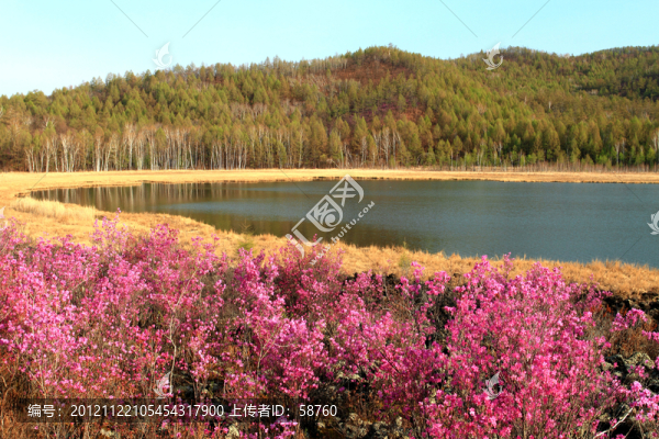 達(dá)爾濱湖,杜鵑花