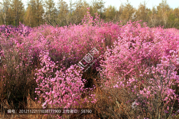 火山熔巖上杜鵑花