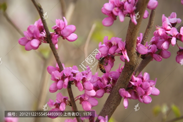 紫荊花