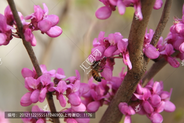 紫荊花