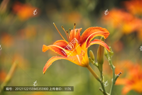 黃花菜,萱草