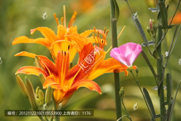 黃花菜,萱草