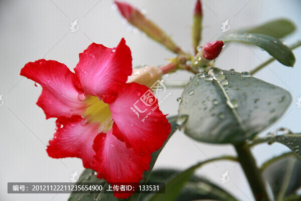 沙漠玫瑰花