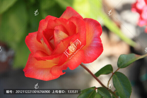 月季花