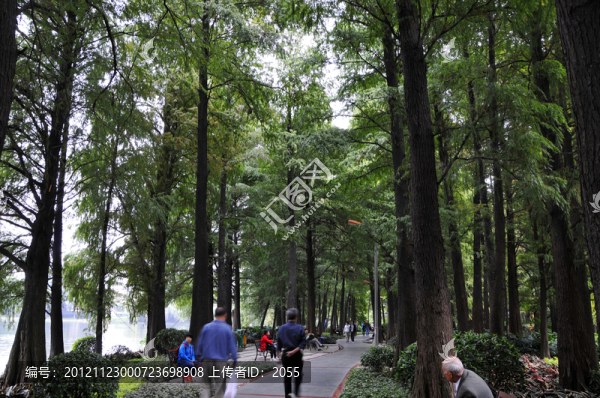 流花湖公園的林蔭