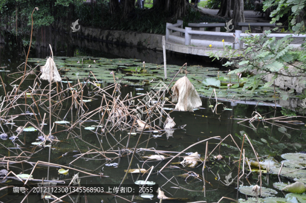 流花湖公園的殘荷