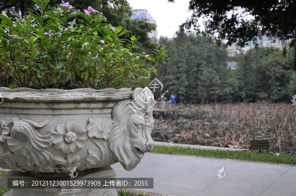 獅子頭的花盆
