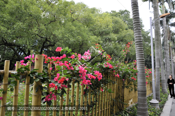 流花湖公園的竹籬笆